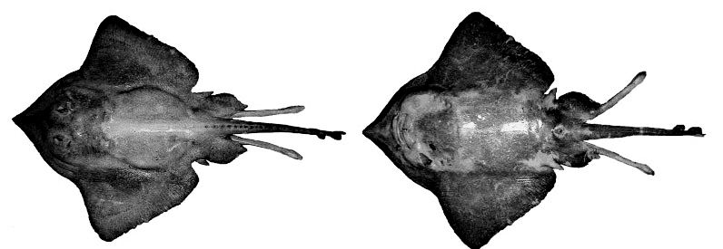 Bathyraja pallida_04.jpg